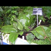 Elaphoglossum Crinitum (fam. Lomariopsidacees)(Am. Centr.)(01)